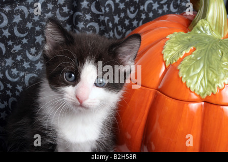 Un chaton noir et blanc par un potiron pour Halloween en céramique Banque D'Images