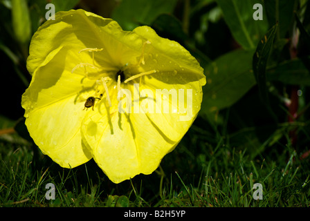 Oenothera macrocarpa en fleurs au jardin botanique gradens, également connu comme suncups, d'onagre Banque D'Images