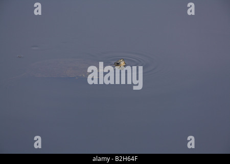 Des Terrapin Mauremys rivulata nager dans l'eau glauque près de Kalloni, Lesbos, Grèce en avril. Banque D'Images