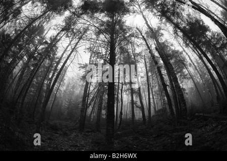 Un noir et blanc, photographie de vue fisheye arbres dans la brume d'automne, pour atteindre autour de l'appareil photo comme si pour étouffer le spectateur Banque D'Images