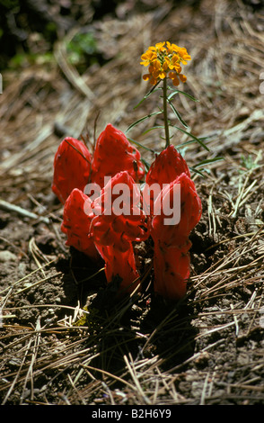 Giroflée (erysimum capitatum ouest) et Snowplant (rouge) (sarcodes sanguinea) croissant sur sol, California, USA Banque D'Images