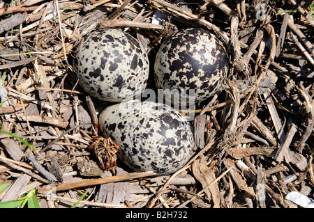 Kildeer des œufs d'oiseaux camouflé sur le terrain Banque D'Images