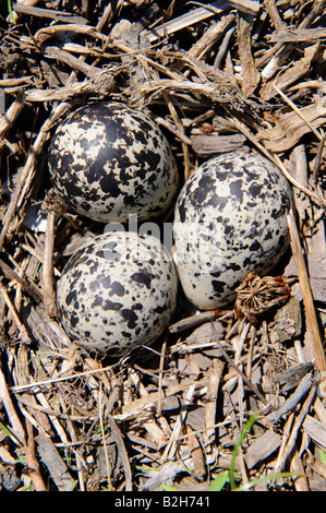 Kildeer des œufs d'oiseaux camouflé sur le terrain Banque D'Images