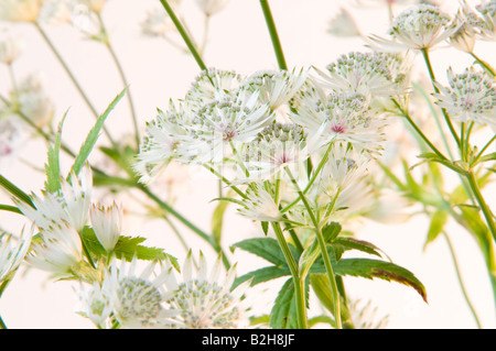 Fleurs blanche anglaise - Studio - Juillet 2008 Banque D'Images