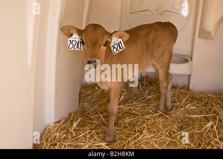 Nouveau-veau laitier debout dans un abri. Banque D'Images