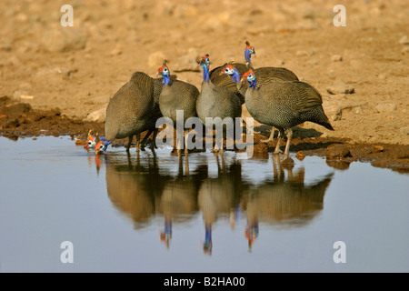 Pintade casquée groupe Numida meleagris Parc National Etosha NP waterhole Afrique Namibie Banque D'Images