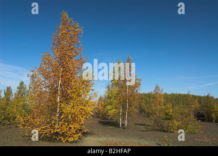 Bouleau blanc Betula pendula diversement Bouleau pleureur européenne European White Birch Bouleau pleureur paysages paysage Banque D'Images