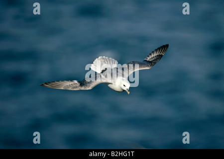 Le Fulmar boréal (Fulmarus glacialis) Réserve naturelle de reproduction Hermaness Unst Shetland Isles Scotland UK flying Banque D'Images