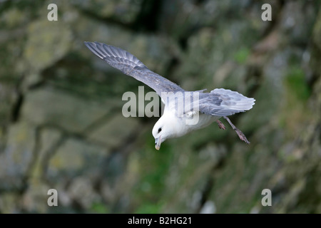 Le Fulmar boréal (Fulmarus glacialis) Réserve naturelle de reproduction Hermaness Unst Shetland Isles Scotland UK flying flight Banque D'Images