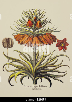 Botanique, fleurs, Fritillaria, couronne impériale (Fritillaria imperialis), gravure sur cuivre, couleur, 29 cm x 20,5 cm, à partir de 'Hortus Eystettensis Basilius Besler', par (1561- 1629), Eichstaett, Allemagne, 1613, collection privée, l'artiste n'a pas d'auteur pour être effacé Banque D'Images