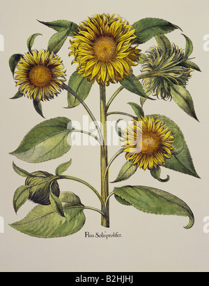 La botanique, fleurs, Helianthus, tournesol (Helianthus annuus), gravure sur cuivre, couleur, 29 cm x 20,5 cm, à partir de 'Hortus Eystettensis Basilius Besler', par (1561- 1629), Eichstaett, Allemagne, 1613, collection privée, l'artiste n'a pas d'auteur pour être effacé Banque D'Images