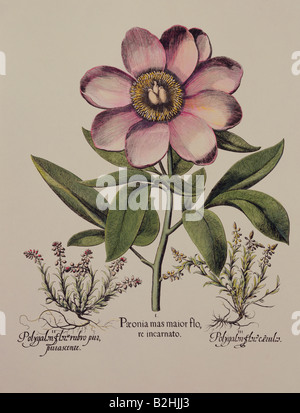 La botanique, fleurs, pivoine (Paeonia), gravure sur cuivre, couleur, 29 cm x 20,5 cm, à partir de 'Hortus Eystettensis Basilius Besler', par (1561- 1629), Eichstaett, Allemagne, 1613, collection privée, l'artiste n'a pas d'auteur pour être effacé Banque D'Images