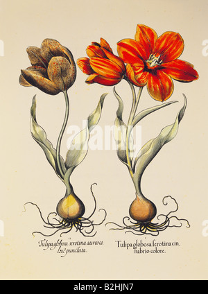 La botanique, fleurs, tulipes (Tulipa), gravure sur cuivre, couleur, 29 cm x 20,5 cm, à partir de 'Hortus Eystettensis Basilius Besler', par (1561- 1629), Eichstaett, Allemagne, 1613, collection privée, l'artiste n'a pas d'auteur pour être effacé Banque D'Images