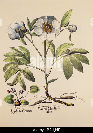 La botanique, fleurs, pivoine (Paeonia), gravure sur cuivre, couleur, 29 cm x 20,5 cm, à partir de 'Hortus Eystettensis Basilius Besler', par (1561- 1629), Eichstaett, Allemagne, 1613, collection privée, l'artiste n'a pas d'auteur pour être effacé Banque D'Images