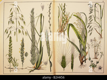 Botany, graminées, céréales, de 'Naturageschichte des Pflanzenreichs in Bildern' (histoire naturelle du royaume des plantes en images), Stuttgart, Esslingen, Allemagne, 1853, collection privée, Banque D'Images