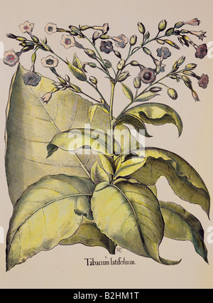 La botanique, les herbes, le tabac (Nicotiana tabacum), gravure sur cuivre, de couleur, de 'Hortus Eystettensis Basilius Besler', par (1561- 1629), Eichstaett, Allemagne, 1613, l'artiste n'a pas d'auteur pour être effacé Banque D'Images