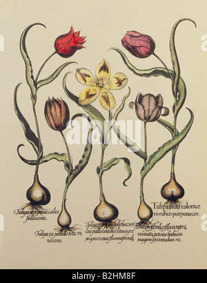 Botanique, fleurs, tulip (Tulipa), divers tulipes, gravure sur cuivre, de couleur, de 'Hortus Eystettensis Basilius Besler', par (1561 - 1629), Eichstaett, Allemagne, 1613, collection privée, l'artiste n'a pas d'auteur pour être effacé Banque D'Images