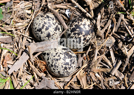 Kildeer des œufs d'oiseaux camouflé sur le terrain Banque D'Images