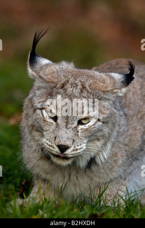 Europaeischer Luchs Felis lynx Lynx Allemagne Banque D'Images