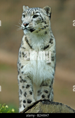 Panthera unica unica Unica Schneeleopard Snow Leopard Irbis Banque D'Images