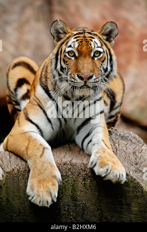 Sibirischer Tiger Panthera tigris altaica tigre de Sibérie Amur Tiger Bayern Deutschland Allemagne Banque D'Images