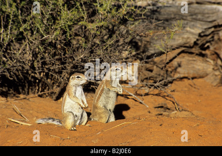 Réserve naturelle de Molopo, Afrique du Sud, safari, 2, femelle, écureuils terrestres d'Afrique australe, Xerus inauris, dans un habitat naturel, petit mammifère, rongeurs Banque D'Images