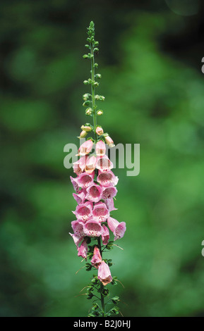 La digitale pourpre Digitalis purpurea commun Foxglove Ladys Glove flowering plant Banque D'Images