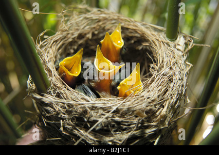 Rousserolle Effarvatte Acrocephalus scirpaceus marsh orangées nid d'oiseau passereau poussins Banque D'Images