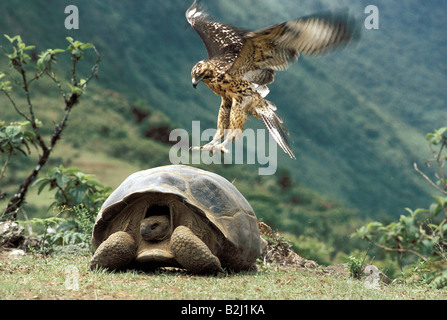 Zoologie / animaux, reptiles, tortues, tortue des Galapagos (Chelonoidis elephantopus,), Galapagos, hawk (Buteo galapagoensis), lan Banque D'Images