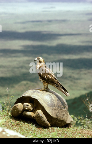 Zoologie / animaux, reptiles, tortues, tortue des Galapagos (Chelonoidis elephantopus,), Galapagos, hawk (Buteo galapagoensis), lan Banque D'Images