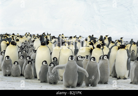 Zoologie / animaux, oiseaux, pingouins, manchot empereur (Aptenodytes forsteri), colonie avec oursons, l'Antarctique, Dawson-Lambton-Glacie Banque D'Images