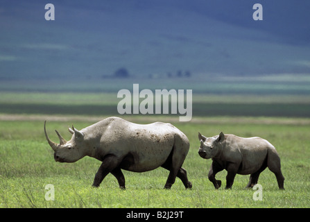Zoologie / animaux, Mammifères Mammifères /, Rhinocerotidae, le rhinocéros noir (Diceros bicornis), avec cub, Ngorongoro Conservation Ar Banque D'Images
