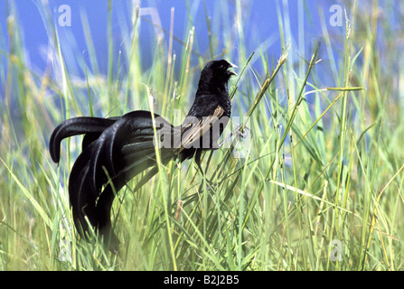 Zoologie / animaux, oiseaux, Widowbirds / aviaire, Jackson's Widowbird, assis sur brin d'herbe, Masai Mara, Kenya, distribution : Kenya, Tanzanie,-Additional-Rights Clearance-Info-Not-Available Banque D'Images