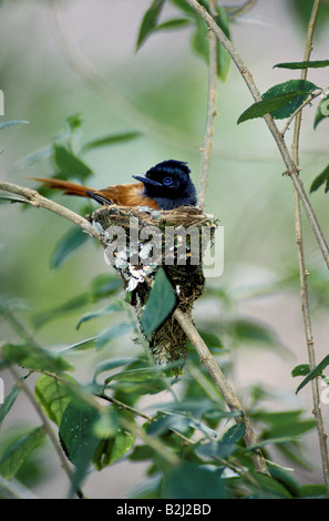 Zoologie / animaux, oiseaux, oiseaux / African Paradise Flycatcher Terpsiphone viridis), (en, nid, Masai Mara, Kenya, répartition géographique : Afrique, Additional-Rights Clearance-Info-Not-Available- Banque D'Images