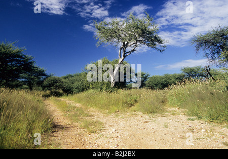 Afrique, paysage vide minimal, route 4x4 dans le désert, Namibie, voyage tout-terrain, beauté dans la nature Banque D'Images