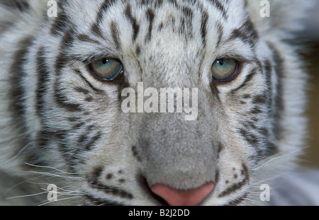 Weisser Tiger White Tiger Panthera tigris big cat predator Banque D'Images