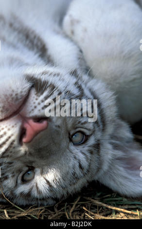 Weisser Tiger White Tiger Panthera tigris big cat predator Banque D'Images