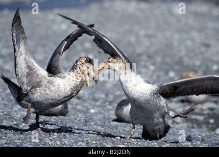 Zoologie / animaux / oiseau, aviaire, pétrel géant (Macronectes giganteus), deux oiseaux se battre, la Géorgie du Sud, distribution : l'Antarctique, l'Australie, l'Amérique du Sud, l'Additional-Rights Clearance-Info-Not-Available- Banque D'Images