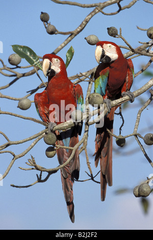 Zoologie / animaux, oiseaux, perroquets / aviaire, rouge et vert, de l'Ara (Ara , Additional-Rights Clearance-Info-Not-Available- Banque D'Images