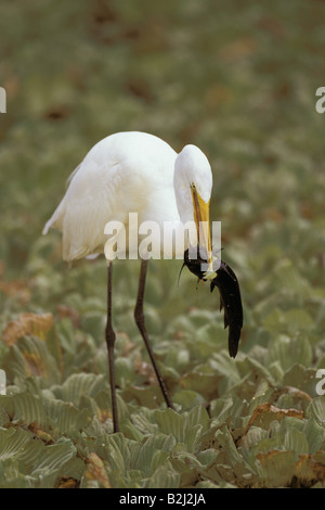 Zoologie / animaux, oiseaux / aviaire, hérons, Grande Aigrette (Ardea, alaba), tenant un poisson dans la bouche, en Floride, la distribution : dans le monde entier, Additional-Rights Clearance-Info-Not-Available- Banque D'Images