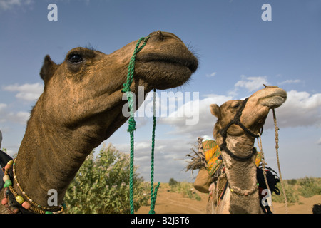 Chameau Camelus dromedarius transporter des charges et des personnes dans le désert du Thar près de Jaisalmer RAJASTHAN INDE Banque D'Images