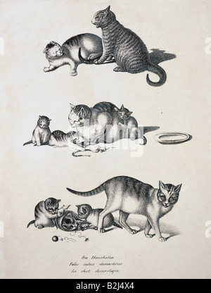 Zoologie / animal, mammifère / mammifère, chats, chat domestique (Felis catus domesticus), lithographie de craie, colorée, par Carl J. Brodtmann, de 'Naturahistorische Abbildungen der Saeugethiere' (images historiques naturelles des mammifères), Zurich, Suisse, 1827, Banque D'Images