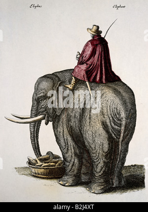 Zoologie / animaux, Mammifères Mammifères /, les éléphants, les éléphants d'Asie (Elephas maximus), avec rider, gravure sur cuivre, colorés, par programme Matthaeus Merian (1593 - 1650), à partir de 'Historiae Naturalis, auteur de l'artiste n'a pas à être effacée Banque D'Images
