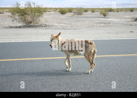 Très pauvre et malade coyote sur l'autoroute Banque D'Images