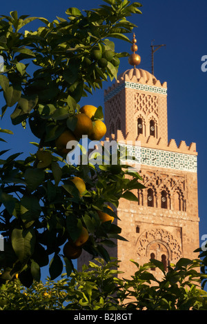 Le minaret de la mosquée de Koutoubia vue à travers des bosquets d'orangers, Marrakech, Maroc Banque D'Images