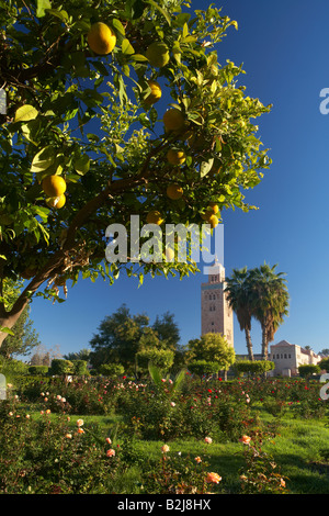 Le minaret de la mosquée de Koutoubia vu à travers le parc, Marrakech, Maroc Banque D'Images