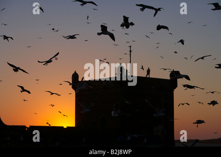 Vol de mouettes sur Essaouira sur la côte Atlantique, Maroc Banque D'Images