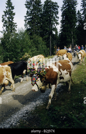 Tradition / folklore, Almabtrieb, Salzburg, Autriche,-Additional-Rights Clearance-Info-Not-Available Banque D'Images