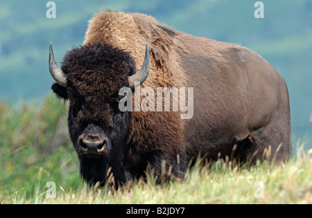 Un bison debout sur une colline Banque D'Images