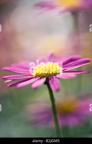 Argyranthemum frutescens. Argyranthème Madeira Deep Rose / Marguerite daisy Banque D'Images